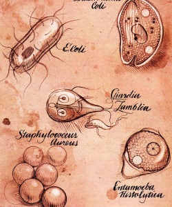 Editorial-Acute-Care-Magazine-Bacteria