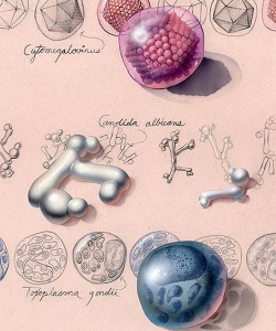 Editorial-Virus-Parasites-and-Fungi