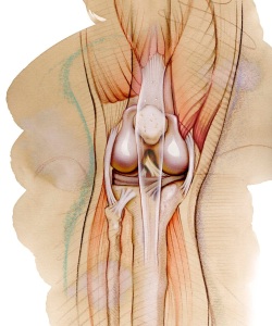 Editorial-Yoga-Journal-Anatomy-of-Knee