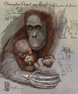 Orangutan