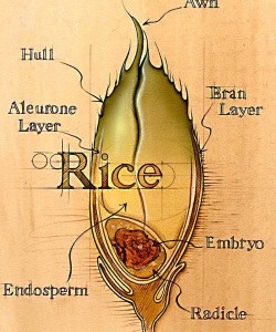 NatSci-Anatomy-of-Rice