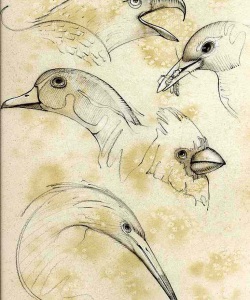 NatSci-Family-Fun-Magazine-Birds