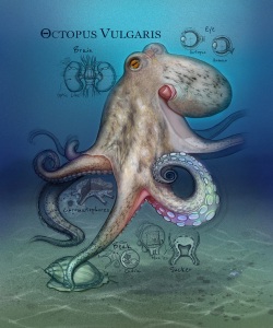 NatSci-Octopus