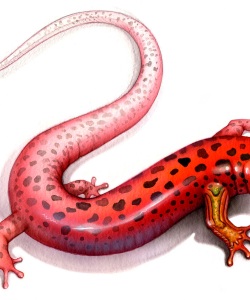 NatSci-Salamander-Leg-Regeneration