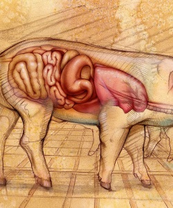 Vet-Bayer-Pharmaceuticals-DVM
