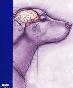 Vet-Hills-Prescription-Diet-Brain-Aging-and-Behavioral-Changes