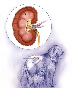 Vet-Hills-Prescription-Diet-Renal-Learning-Module