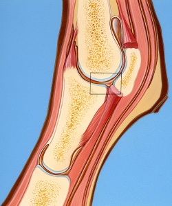Vet-Hyaluronic-Acid-Synovial-fluid