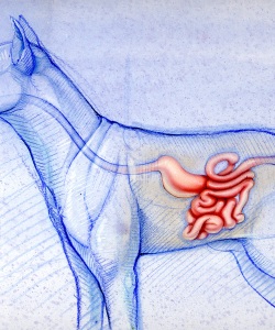 Veterinary-Medicine-Magazine-Canine-GI