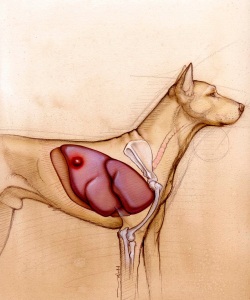 Veterinary-Medicine-Magazine