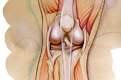 Editorial-Yoga-Journal-Anatomy-of-Knee