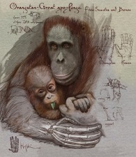 Orangutan