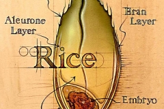 NatSci-Anatomy-of-Rice