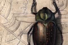 NatSci-Egyptian-Scarab