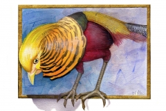 NatSci-Golden-Pheasant