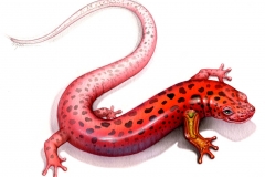 NatSci-Salamander-Leg-Regeneration