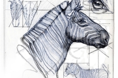 NatSci-Zebra