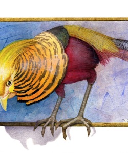 NatSci-Golden-Pheasant