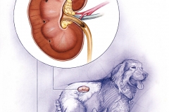 Vet-Hills-Prescription-Diet-Renal-Learning-Module