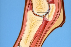 Vet-Hyaluronic-Acid-Synovial-fluid