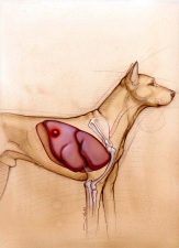 Veterinary-Medicine-Magazine